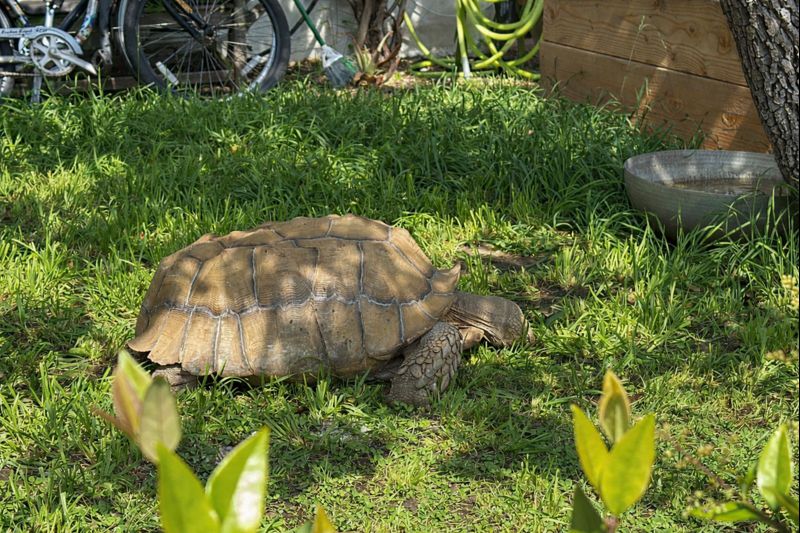 The Tortoises of Westwood